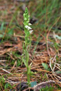 goodyera repens (1) (1200 x 800).jpg_product